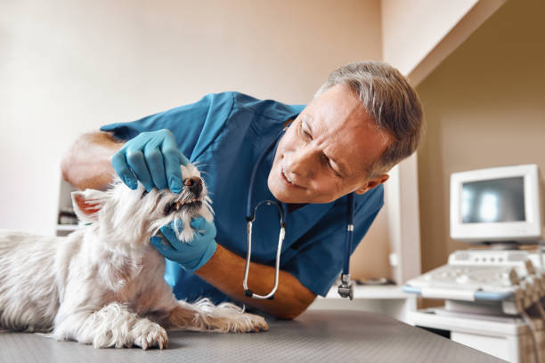 Best Dental Abscess Treatment in Kings Bay Base, GA